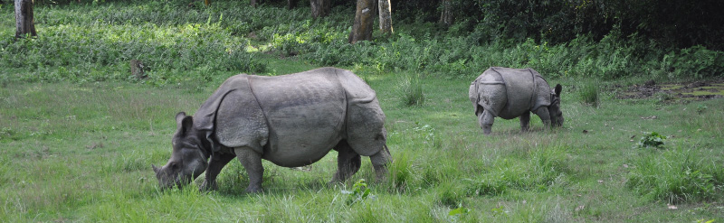 Chitwan Rhino